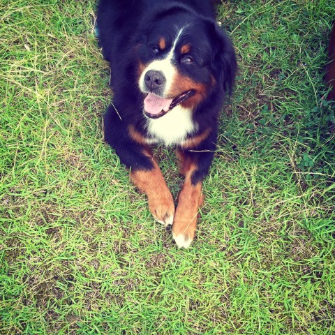 13614978_860333024100344_355119300487453589_n