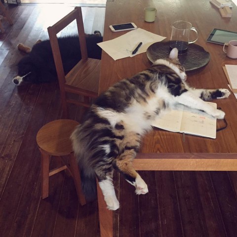 14237605_898859696914343_4435010378487560208_n