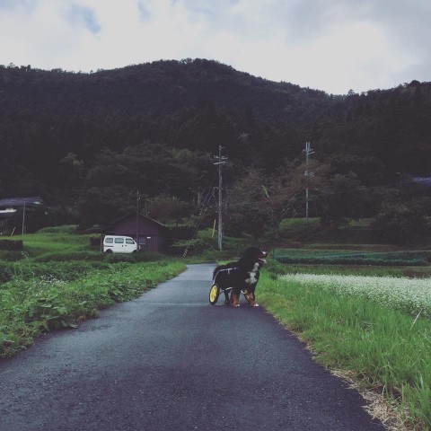 14238300_899322876868025_6736906806805954303_n