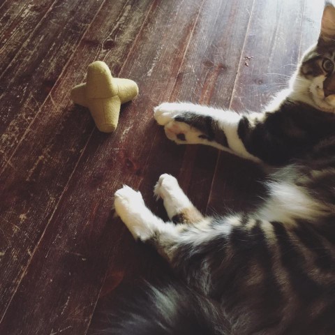 14463145_915793705220942_5111140267165577793_n