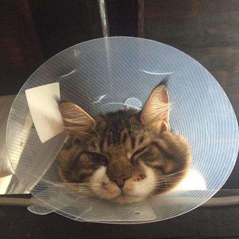 14484973_912819572185022_6685592409617230595_n