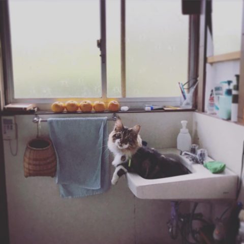 15284871_957314867735492_7377811208670587764_n